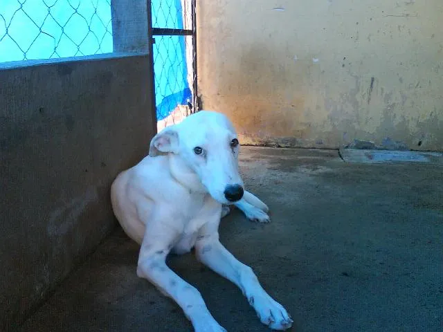 Cachorro ra a SRD idade  nome TITÃ -- ENCONTRADO