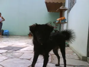 Cachorro raça SRD idade  nome ALADIM -- ENCONTRADO