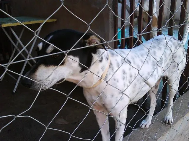 Cachorro ra a SRD idade  nome MADONA