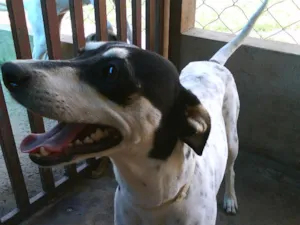 Cachorro raça SRD idade  nome MADONA