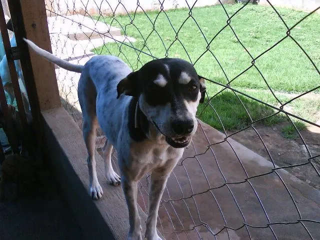 Cachorro ra a SRD idade  nome MADONA