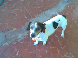 Cachorro raça SRD idade  nome VERINHA