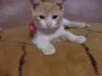 gatinho amarelo, LINDO