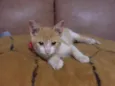 gatinho amarelo, LINDO