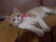 gatinho amarelo, LINDO