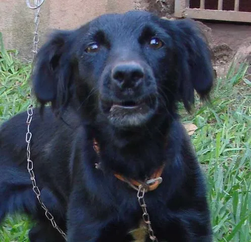 Cachorro ra a SRD idade 3 anos nome Neguinha