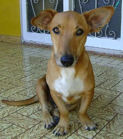 Cachorro ra a Cofape idade 1 ano nome ENCONTRADO COFAPE