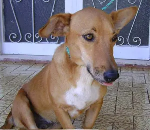 Cachorro raça Cofape idade 1 ano nome ENCONTRADO COFAPE