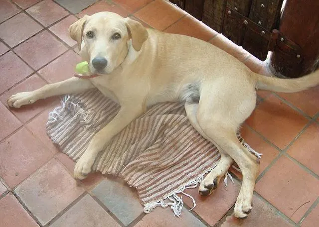 Cachorro ra a Labrador idade 1 ano nome Cachorro Perdido