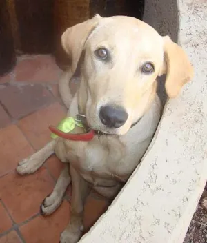 Cachorro raça Labrador idade 1 ano nome Cachorro Perdido