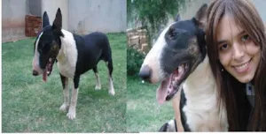 Cachorro raça BULL TERRIER idade 1 ano nome MAGOO