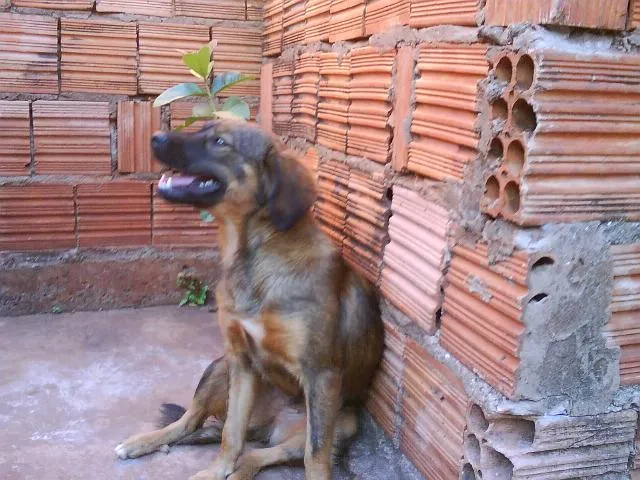 Cachorro ra a SRD idade 2 anos nome SAIÔRI