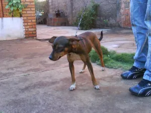 Cachorro raça SRD idade 3 anos nome NEGUINHA