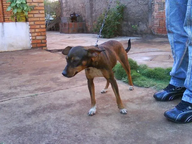 Cachorro ra a SRD idade 3 anos nome NEGUINHA