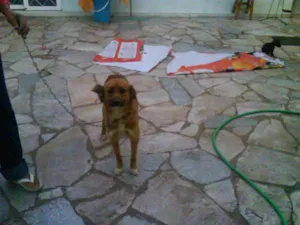 Cachorro raça SRD idade  nome JUAN ENCONTRADO