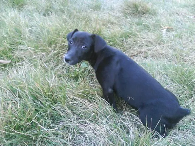 Cachorro ra a SRD idade 2 a 6 meses nome MINI