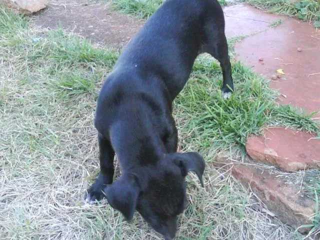 Cachorro ra a SRD idade 2 a 6 meses nome MINI