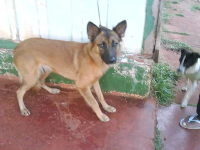 Cachorro ra a SRD idade 7 a 11 meses nome URSULA