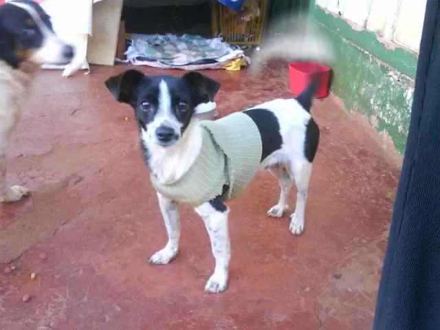 Cachorro ra a SRD idade 7 a 11 meses nome BILI