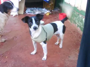 Cachorro raça SRD idade 7 a 11 meses nome BILI