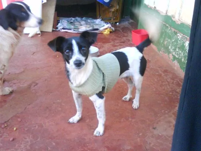 Cachorro ra a SRD idade 7 a 11 meses nome BILI