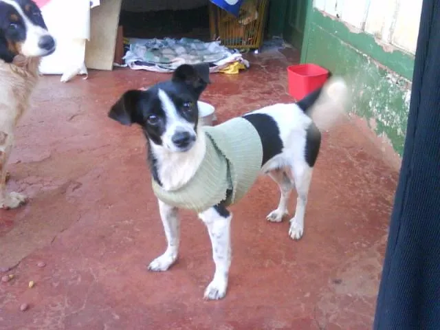 Cachorro ra a SRD idade 7 a 11 meses nome BILI