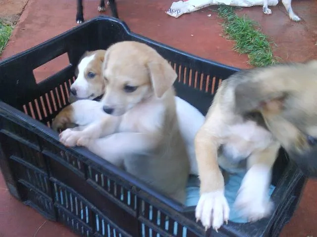 Cachorro ra a SRD idade Abaixo de 2 meses nome FILHOTES