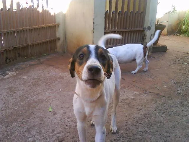 Cachorro ra a FOX PAULISTINHA idade 7 a 11 meses nome KIKO