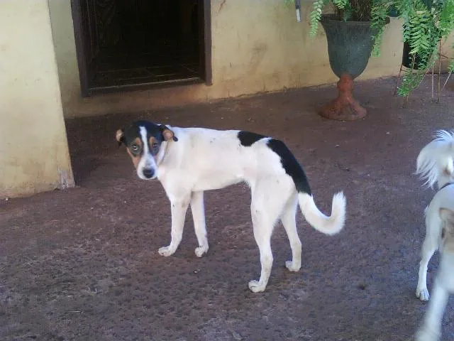 Cachorro ra a FOX PAULISTINHA idade 7 a 11 meses nome KIKO