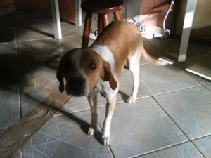 Cachorro raça SRD idade 7 a 11 meses nome EDU