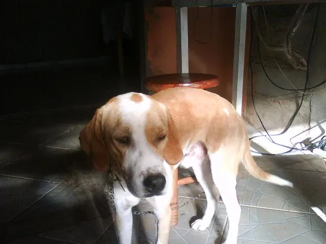 Cachorro ra a SRD idade 7 a 11 meses nome EDU