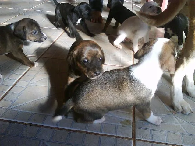 Cachorro ra a SRD idade Abaixo de 2 meses nome FILHOTES