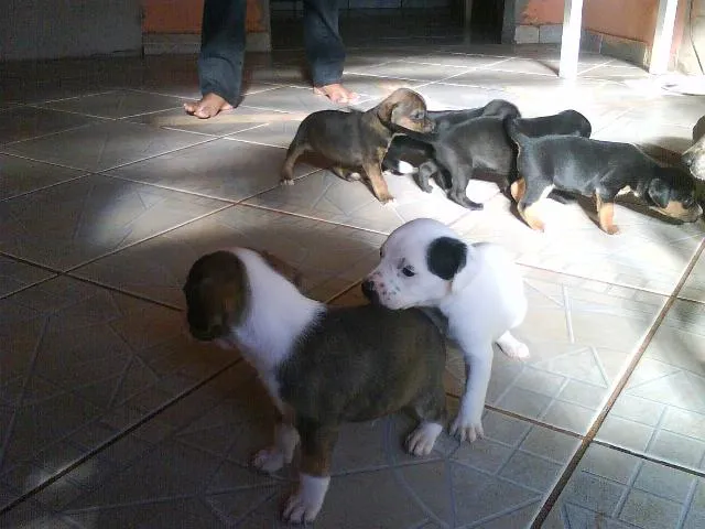 Cachorro ra a SRD idade Abaixo de 2 meses nome FILHOTES