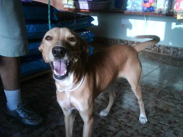 Cachorro ra a  idade 7 a 11 meses nome DIANA