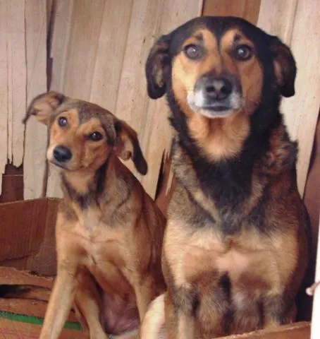 Cachorro ra a SRD idade 1 ano nome Lindos e Meigas