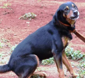 Cachorro raça SRD idade 1 ano nome Lindos e Meigas