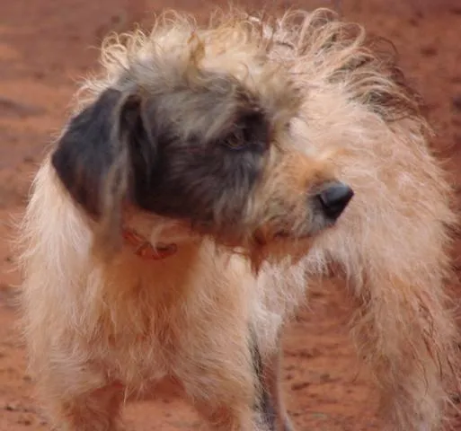 Cachorro ra a SRD idade 1 ano nome Lindos e Meigas