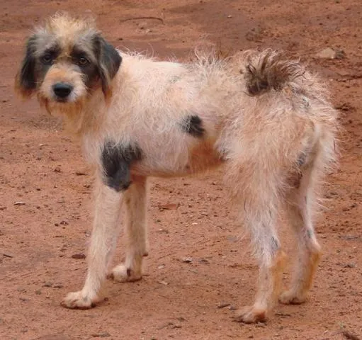 Cachorro ra a SRD idade 1 ano nome Lindos e Meigas