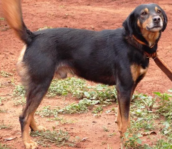 Cachorro ra a SRD idade 1 ano nome Lindos e Meigas