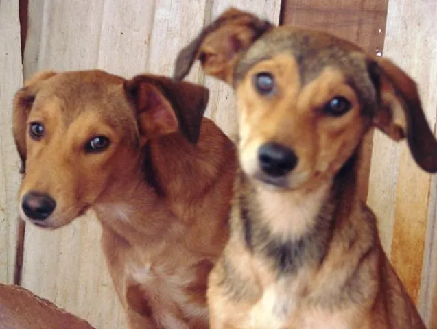 Cachorro ra a SRD idade 1 ano nome Lindos e Meigas