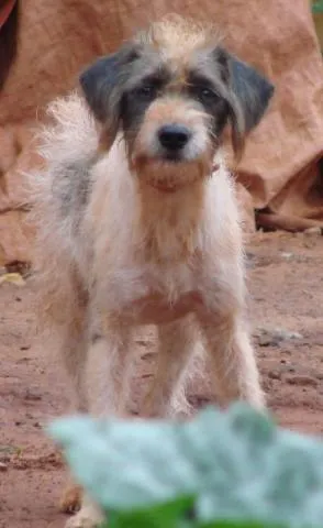 Cachorro ra a SRD idade 1 ano nome Lindos e Meigas