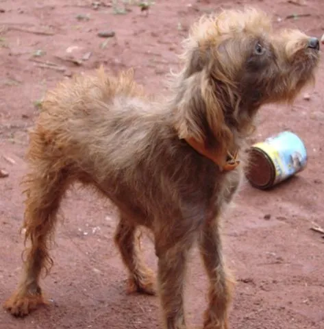 Cachorro ra a SRD idade 1 ano nome Lindos e Meigas