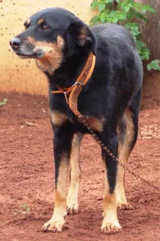 Cachorro ra a SRD idade 1 ano nome Lindos e Meigas