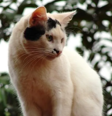 Gato ra a Diversas idade 1 ano nome Lindos Gatinhos