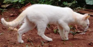 Gato raça Diversas idade 1 ano nome Lindos Gatinhos