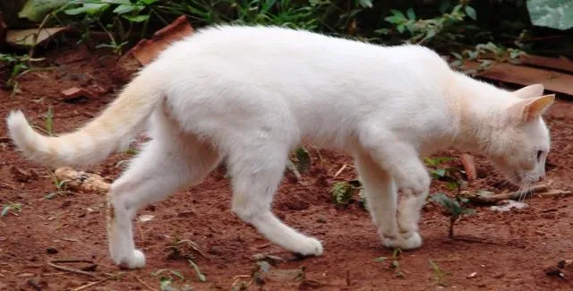 Gato ra a Diversas idade 1 ano nome Lindos Gatinhos