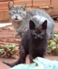 Lindos Gatinhos