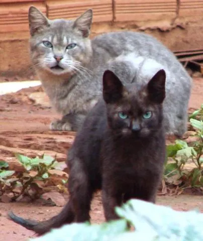 Gato ra a Diversas idade 1 ano nome Lindos Gatinhos