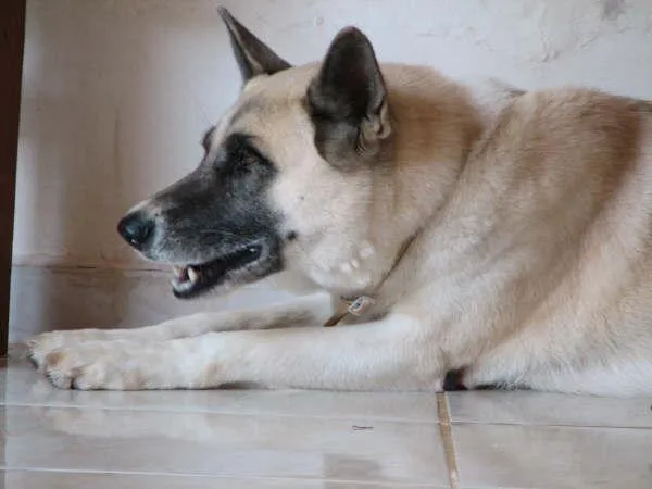 Cachorro ra a Mest Akita c/ Pastor idade 6 ou mais anos nome Procura ROUGE