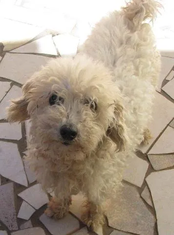 Cachorro ra a Poodle idade 6 ou mais anos nome Pituxa